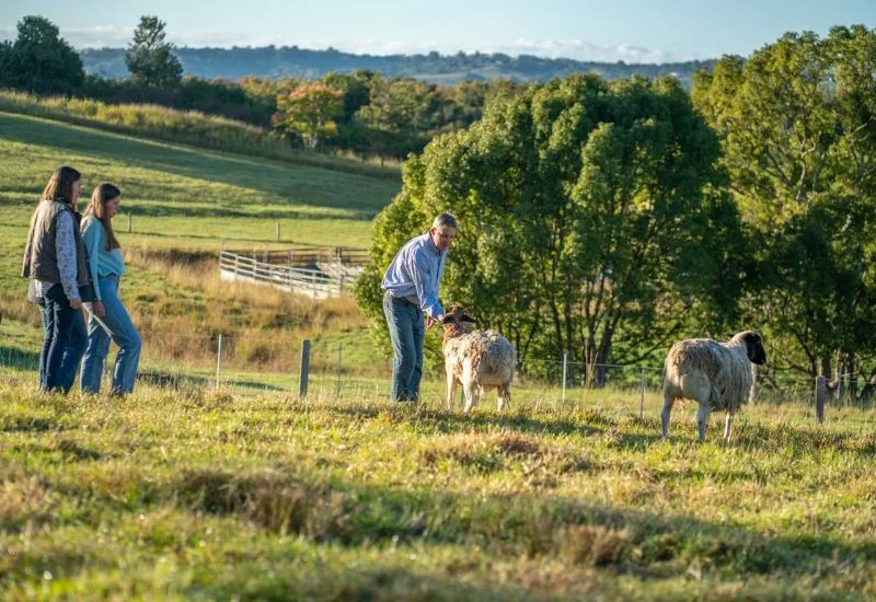Family feeding lambs
