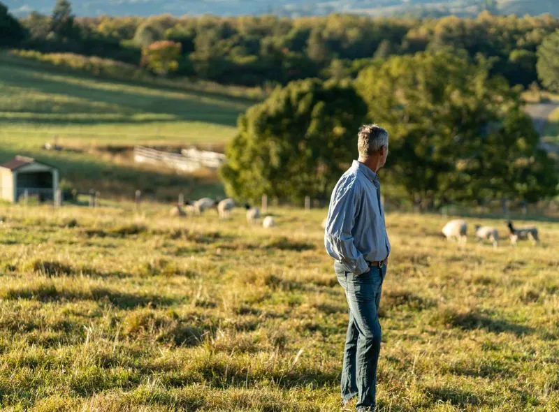 Man standing on a farm looking at the group of lamb
