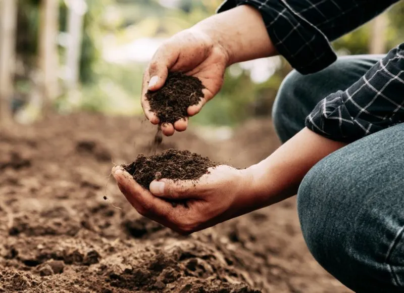 Man getting some soil using hands